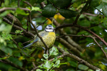 Blue Tit (Cyanistes caeruleus), common across Europe, spotted in Phoenix Park, Dublin.