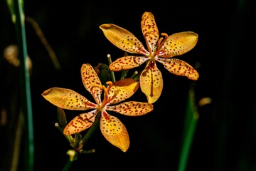 blackberry iris