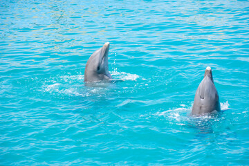 Tropical Wildlife Park with Animals
