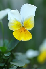 黄色いパンジー