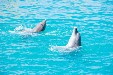 Tropical Wildlife Park with Animals