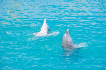 Tropical Wildlife Park with Animals