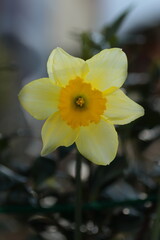 凛としたキズイセン