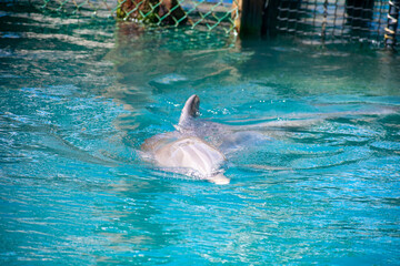 Dolphin Swimming in Clear Blue Water