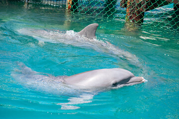 Obraz premium Dolphin Swimming in Clear Blue Water