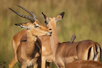 An Impala antelope ram closes his eyes as he uses his specially shaped teeth to effectively groom a...
