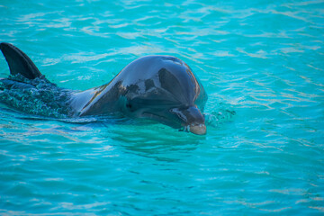 Dolphin Swimming in Clear Blue Water