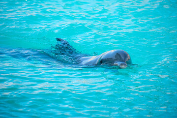 Obraz premium Dolphin Swimming in Clear Blue Water