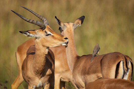 An Impala antelope ram closes his eyes as he uses his specially shaped teeth to effectively groom a female impala's neck as she stands with an oxpecker on her back in a game reserve in South Africa.