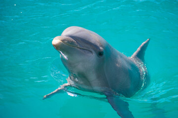Dolphin Swimming in Clear Blue Water