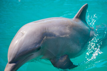 Dolphin Swimming in Clear Blue Water
