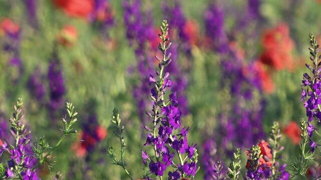 Wild Delphinium Delphinium, and Poppies Papaver, Blooming in a Meadow. Slow Motion. Close-up.