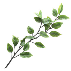 Fototapeta premium Branch with dense green leaves isolated on a Transparent background for decoration or design purposes, Isolated image branch with dense green leaves on PNG background