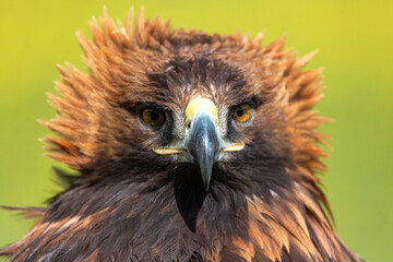 Close up portrait of the Golden Eagle or Berkut outdoors.