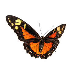 Fototapeta premium Bright orange and black butterfly rests gracefully on a Transparent background, orange black butterfly standing isolated on PNG background