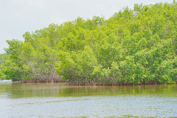 St. Petersburg, Forida, USA 06 29 2025: The landscape of Weedon Island Preserve Cultural and Natural History Center