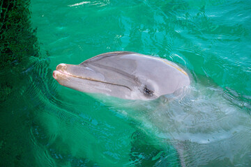 Dolphin Swimming in Clear Blue Water
