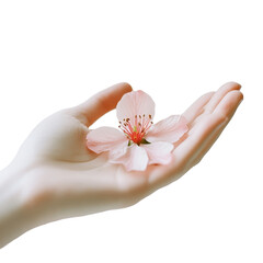 Delicate flower held gently in hand, ready to be appreciated in a natural setting, Hand reaching out poised to open a delicate flower, white background