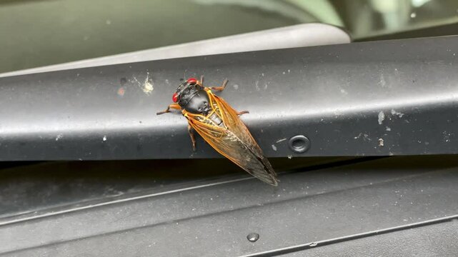 black cicada with red eyes on car windshield