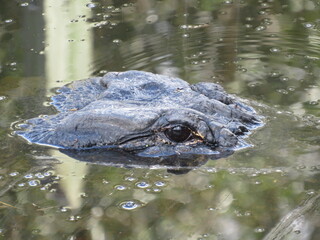Alligator hovering from the water