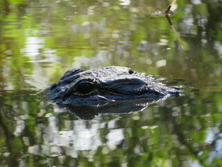Alligator hovering from the water