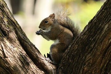 Squirrel Having Snack