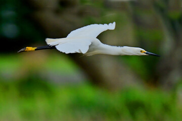 flying egret