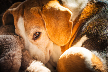 Beagle dog resting on a fluffy blanket