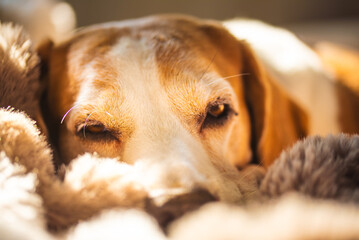 Beagle dog resting on a soft blanket in sunlight