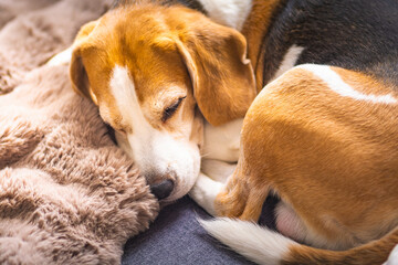Two Beagles Sleeping on a Cozy Blanket