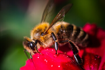 Honeybee on a Red Flower Close Up