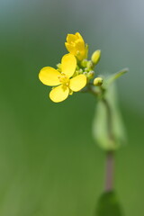 野に咲くセイヨウアブラナ