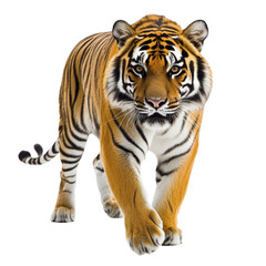 Obraz premium Majestic tiger prowling on a clean Transparent background showcasing its striking features and beauty, Tiger on PNG background