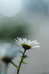 空に向かって咲く白いヒナギクの花