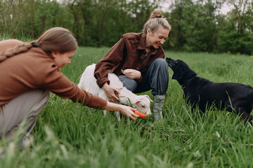 active woman feeding goat and dog in green grass field enjoying healthy lifestyle and wellbeing with middle age and community outdoors
