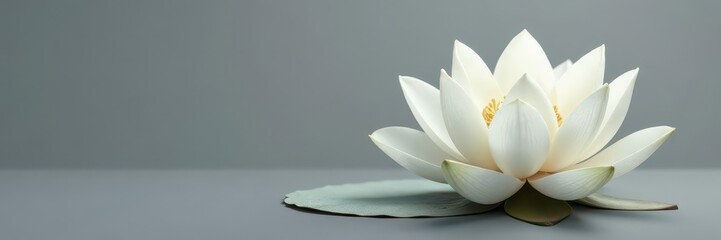Serene white lotus blossom against a muted gray backdrop , plant, beauty, background image
