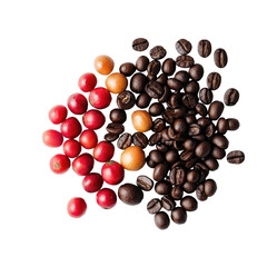 Ripe and unripe coffee berries alongside roasted coffee beans on a Transparent background, coffee beans ripe and unripe berries on PNG background