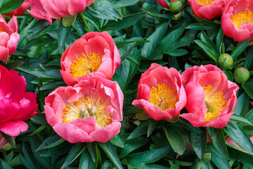 Close-up of beautiful and dainty orange peony flowers blooming in a garden.