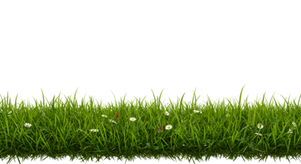 Wide Oval Green Grass Patch