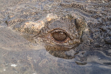Eye of Fred