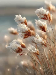 Crédence de cuisine  Coastal pampas grass in soft light with natural beige tones and gentle wind movement  © Mira Studio