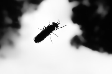 Silhouette of a small insect resting on a glass surface, captured in high contrast black and white. Artistic macro photography of a fly or midge in natural backlight