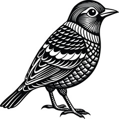 Obraz premium Elegant Black and White Bird Illustration Detailed Vector Art