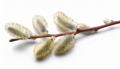 willow twigs isolated on white background without shadow
