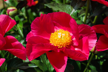 Beautiful and pretty red peonies blooming in the garden.