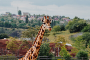 Giraffe head looking at camera in zoo, close-up of curious wild animal