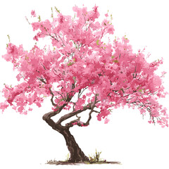Pink cherry blossom tree with blooming flowers on branches, vector illustration isolated on white background, transparent PNG