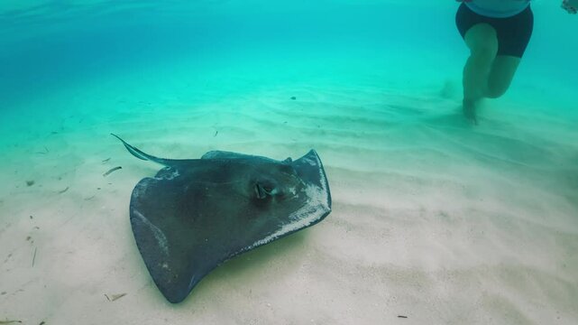 Experience an exhilarating adventure swimming with stingrays in the Cayman Islands crystalclear waters, surrounded by vibrant marine life and stunning scenery, creating unforgettable memories
