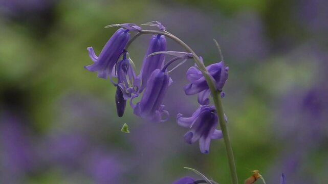 Bluebell (Hyacinthoides non-scripta) Flowers in a British Woodland in Spring