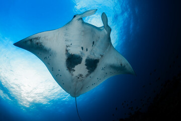 A majestic manta ray glides through the pristine waters above coral reefs at Lady Elliot Island,...